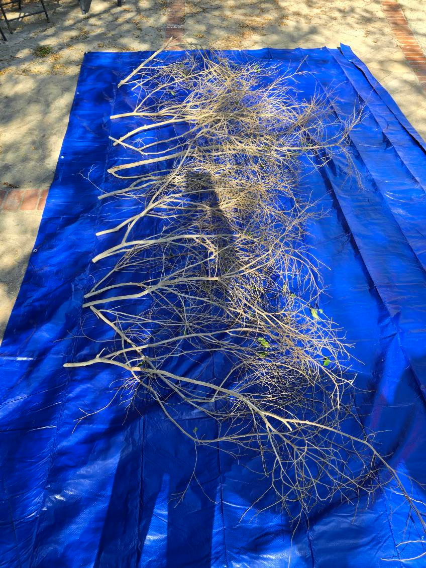 Branches arranged on a blue ground during Hyungjoo Kim’s studio process.