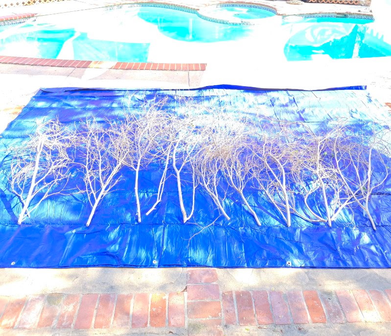 Branch forms aligned on a blue ground during Hyungjoo Kim’s studio process.
